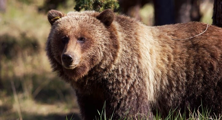 A grizzly bear grazes on the outskirts of the Banff townsite in 2018. RMO FILE PHOTO