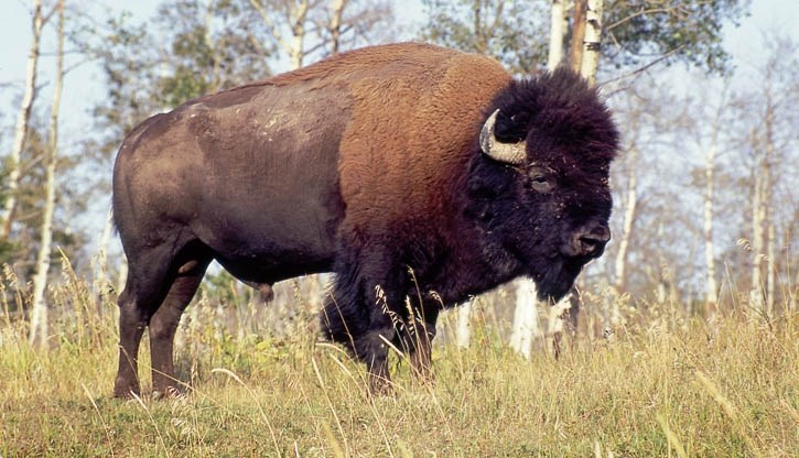 Parks Canada is on schedule to reintroduce bison to Banff National Park by 2017.