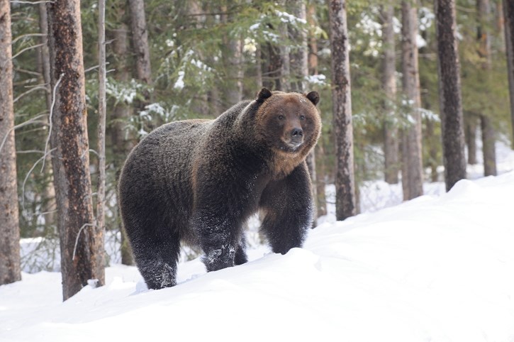 Bear 122, also known as the Boss, is again the first Bow Valley grizzly to emerge in March.