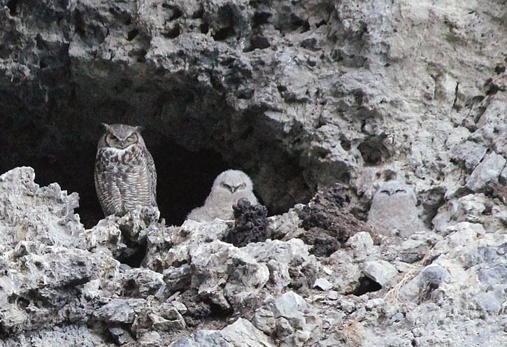Great horned owls in the Grassi Lakes area. Owls currently nesting have caused the closure of nearby climbing routes.