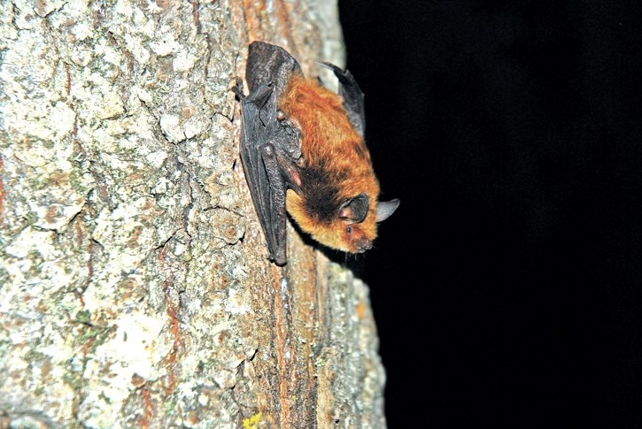 A little brown bat.