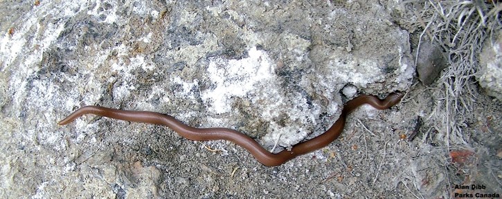 A rubber boa slithers over some rocky terrain in Kootenay National Pakr.