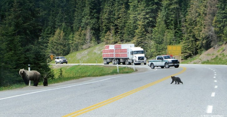 A female grizzly and her cubs cross Highway 93 South in Kootenay National Park in 2014. There’s currently an 11-kilometre no-stopping zone in effect to protect bears in the