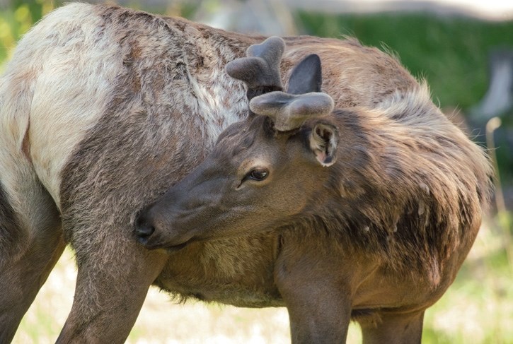 Wildlife managers are warning the public to be wary of female elk that may have calves with them at this time of year.