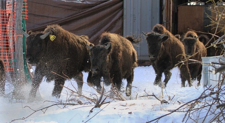 Bison run from a shipping container after be released in Alaska.