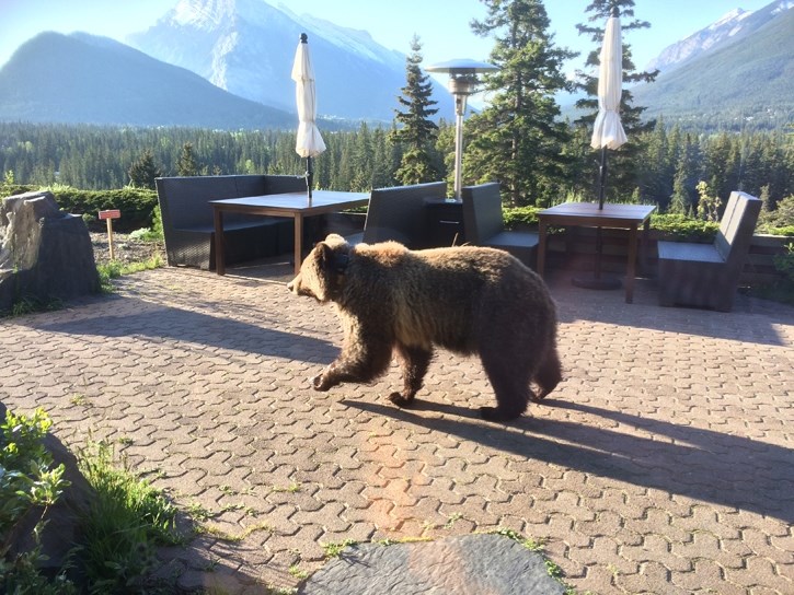 Bear 148 on the Juniper Bistro’s patio early in the morning.