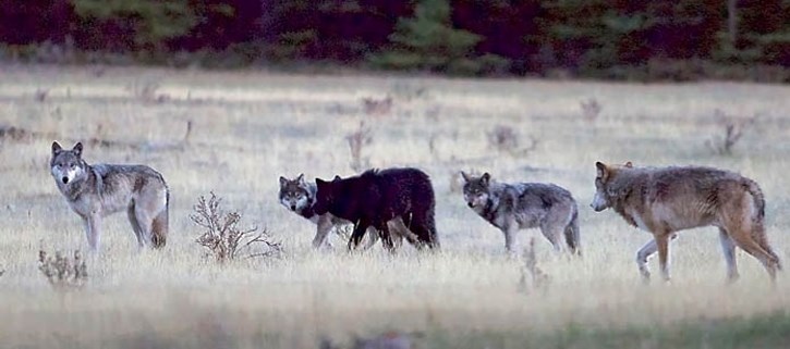 The Bow Valley wolf pack in 2015.