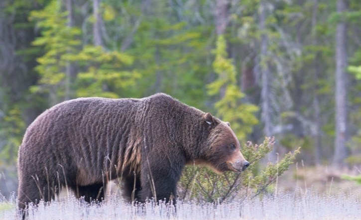 The province of Alberta has released its 2016-21 grizzly bear recovery plan.