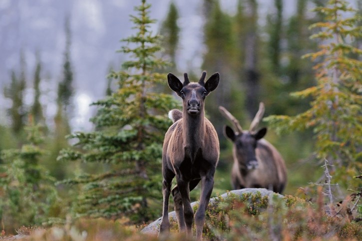 The province is under pressure from Ottawa to do more to protect the threatened boreal caribou. (Parks Canada)