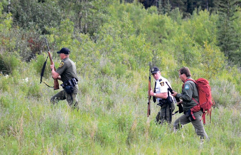 Armed conservation officers head into the Heart Creek area near Lac Des Arcs to do a sweep through following a human-bear and cubs encounter on Sunday (July 3).