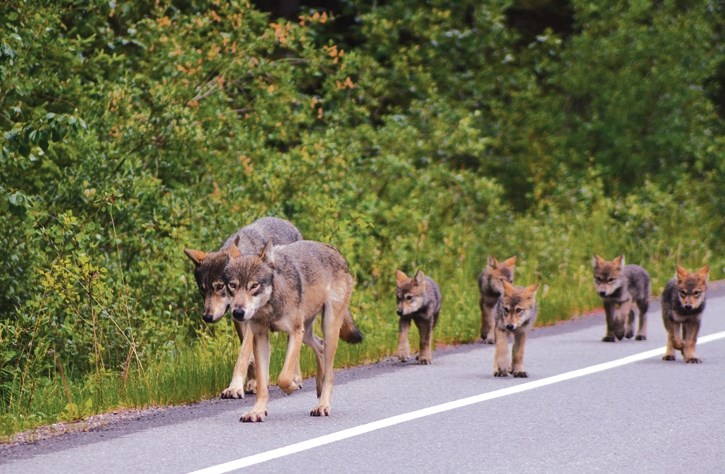 The wolf pack with pups on the Bow Valley Parkway before they were struck and killed by a train.