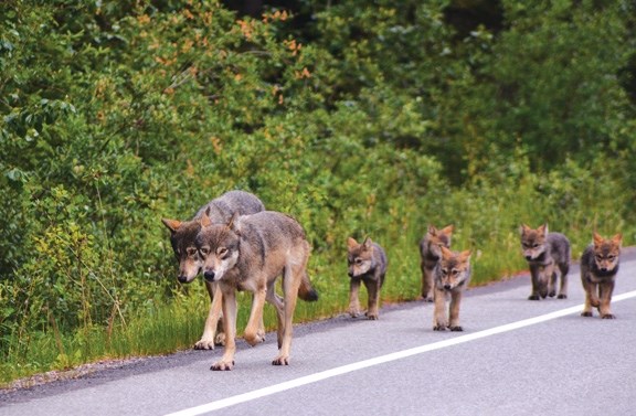 The Bow Valley wolfpack on Highway 1A in Banff in early July.