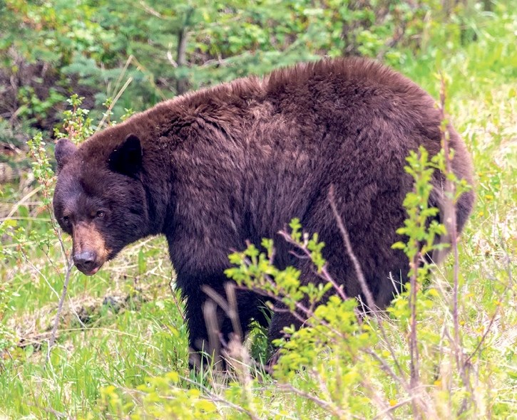 Parks Canada has issued several closures or restrictions in Banff National Parks due give bears more space at this time of year.
