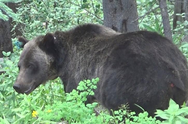 Bear 104, one of the bears studied by researcher Cheryl Hojnowski, has been observed to actively avoid human interactions.