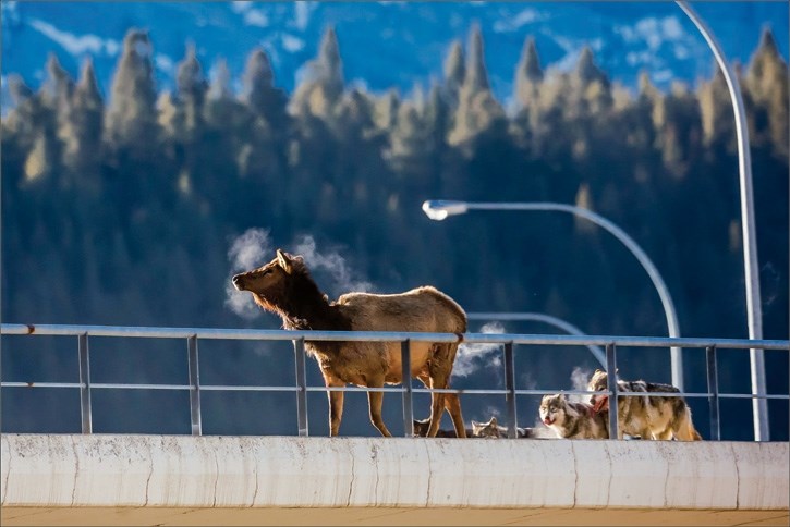 Members of the Bow Valley wolf pack take down an elk on top of the train bridge east of the Banff townsite entrance on Feb. 1.