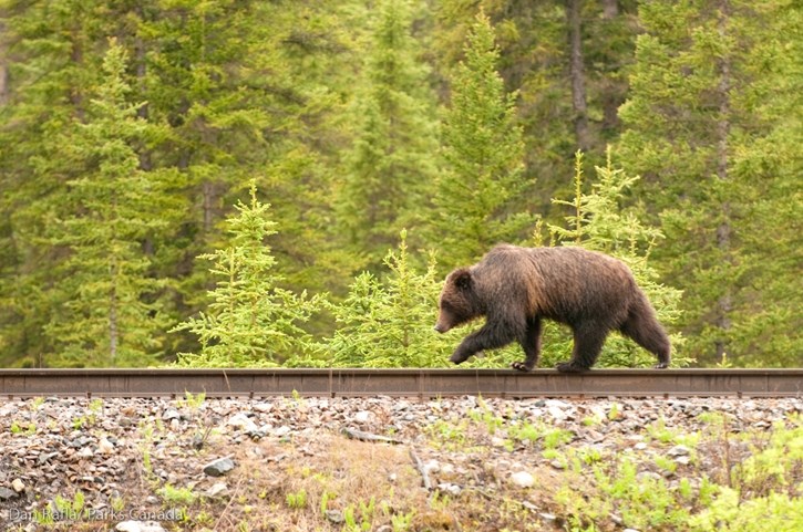 A grizzly bear travels along the CP Rail right of way in Banff National Park.