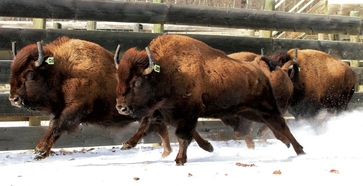 Parks Canada releases bison into Banff National Park.
