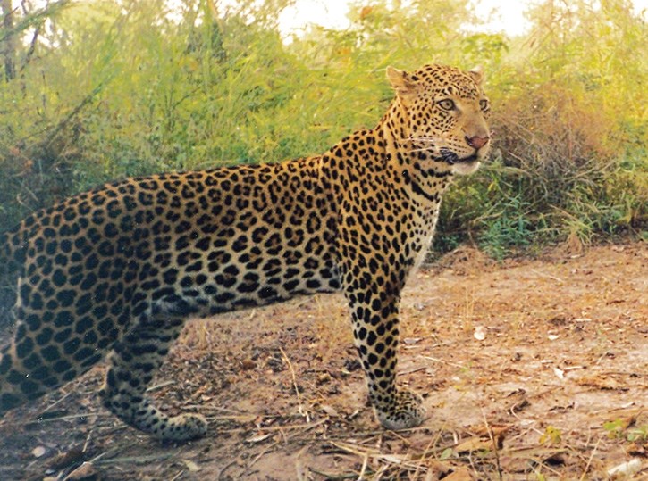 A leopard image captured with a remote camera.