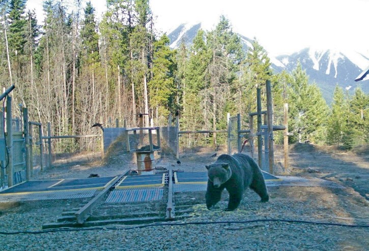 Bear 122 seen at the Castle Mountain electro-mat and electric fence test site in 2015.