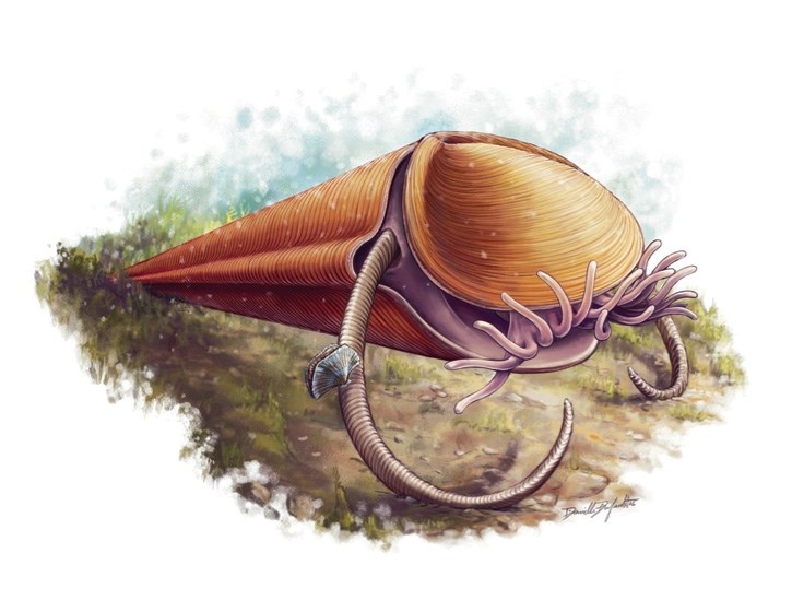 An illustration of a Haplophertis, recently revealed to be a relative of brachiopods.