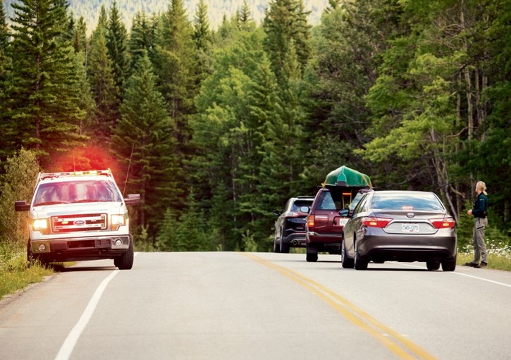 A Parks Canada Wildlife Guardian directs traffic during a bear jam along the Bow Valley Parkway in July of 2016.