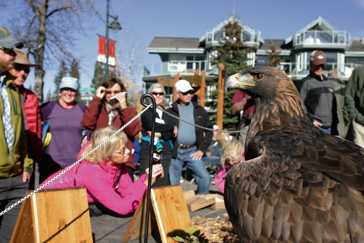 Sarah the Golden Eagle at the Festival of Eagles celebration at the Canmore Civic Centre in 2015.