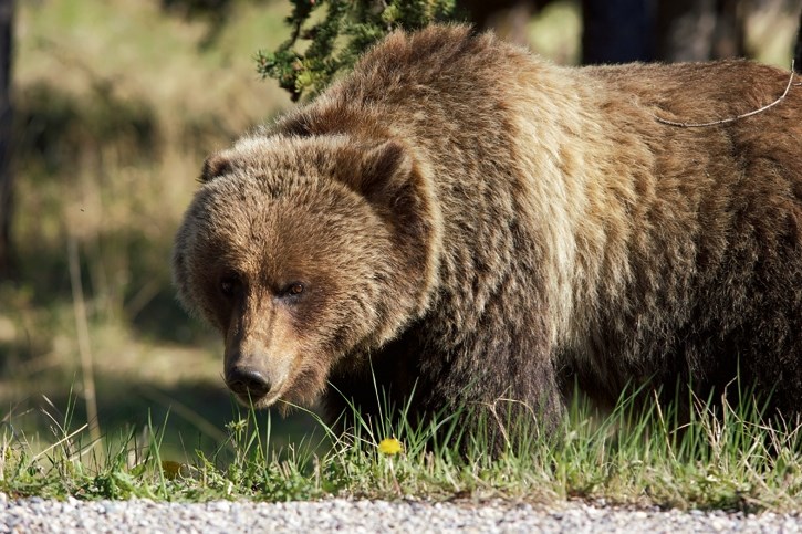 Bear 148 is suspected to have followed a woman and her dogs on Spray River Loop.