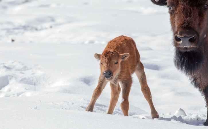 A newborn bison in the Panther River Valley.