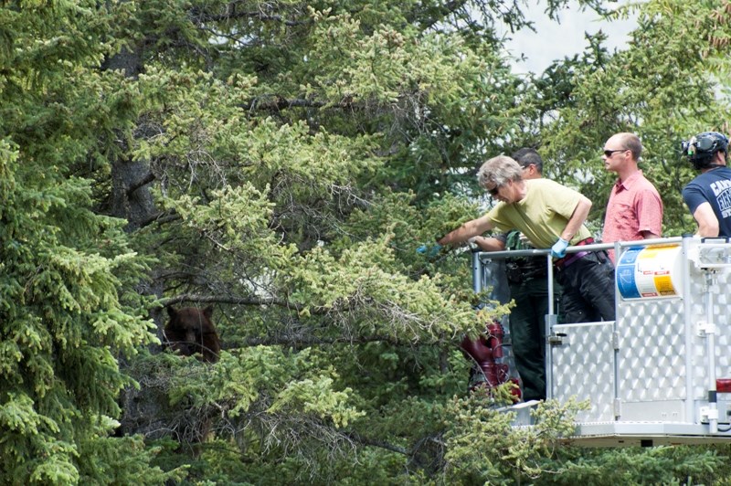 A black bear is removed from a tree in Canmore in 2015.