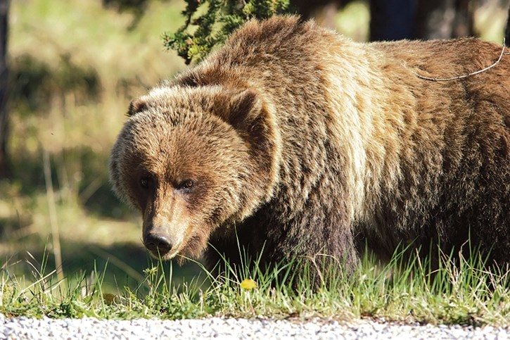 Jay Honeyman worked extensively with grizzly bear 148 before her death, when she came into Canmore and was feasting on buffalo-berries. RMO FILE PHOTO
