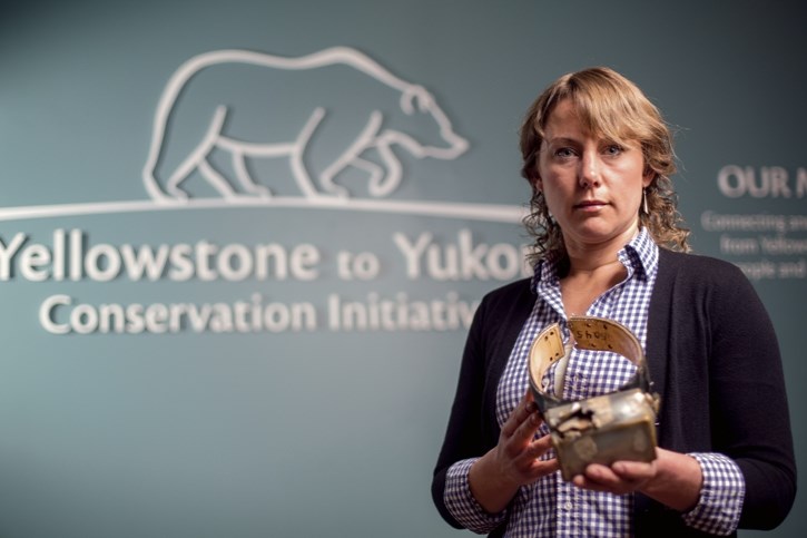 Dr. Aerin Jacob holds the bullet-ridden GPS collar of Pluie, a wolf, at the Y2Y Initiative offices in Canmore on April 21. Pluie was a wolf that went on a 1,200 kilometre
