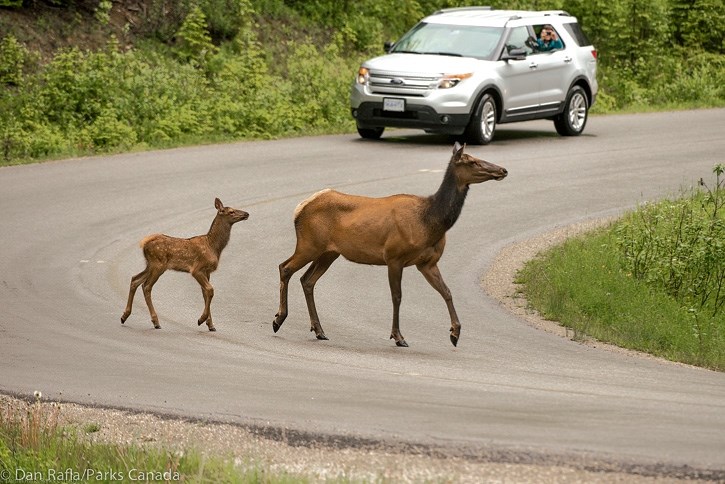 A cow elk and spotted calf in Banff National Park.