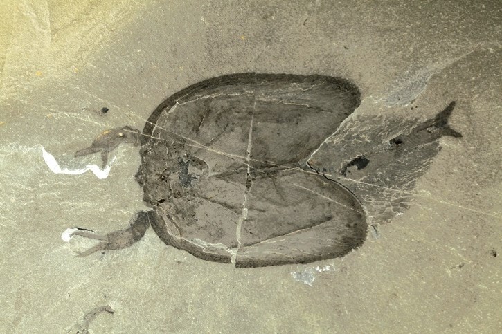 An example of Tokummia, showing its largers pincers, central carapace and rear walking appendages.