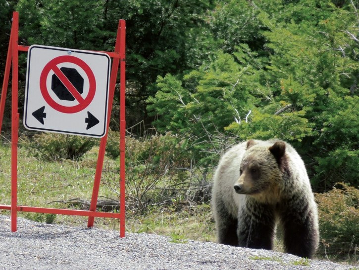 Banff National Park staff deal with multiple bear-related incidents over the weekend. Motorists along Highway 93 South are subject to a no stopping zone currently due to