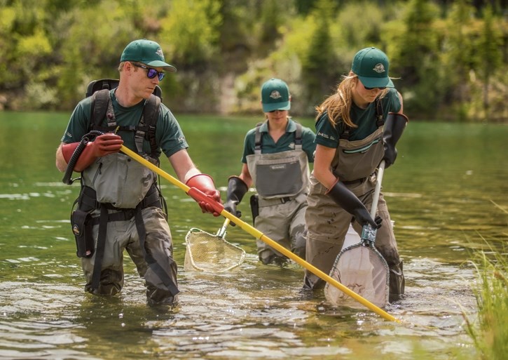 Fisheries expert Mark Taylor along with Parks Canada staff electro-fish trout and suckers at Johnson Lake in Banff on Wednesday (June 7).