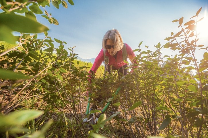 Sandy Hamilton volunteers to assist Alberta Parks, Bow Valley Wildsmart and other local Canmore community groups in pruning buffalo berry bushes at Quarry Lake Park in
