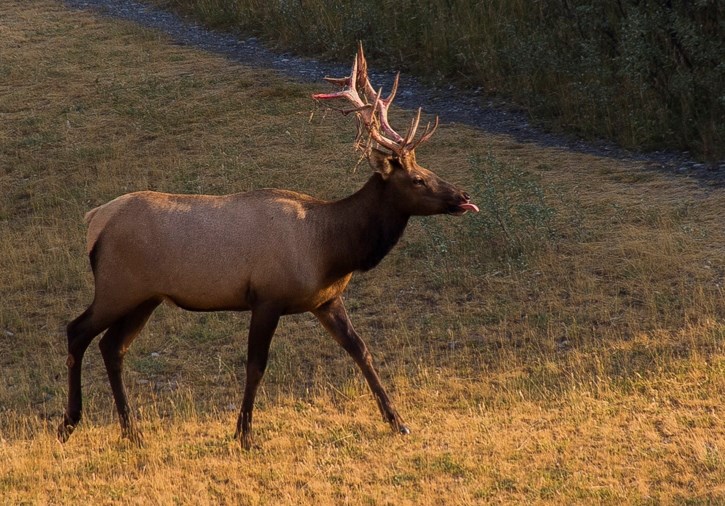 The bull elk that attacked Nest sticks his tounge out at the artwork located at Mineside Trail on Thursday (Aug. 17).