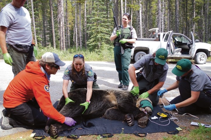 Alberta Parks staff examine grizzly bear male 164 and replace his radio collar on Aug. 16.