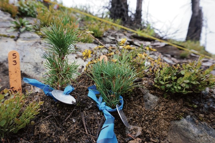 Whitebark pine seedlings being grown by Parks Canada at a nursery near Cranbrook, B.C. as part of the agencys restoration plan for the endangered species.
