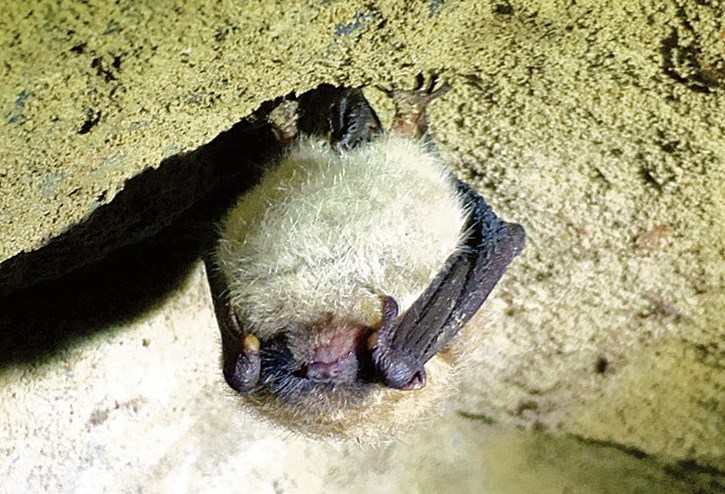 A Little brown bat from 2015.