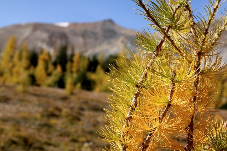 Larch in their golden form near Hidden Lake in the Lake Louise area.