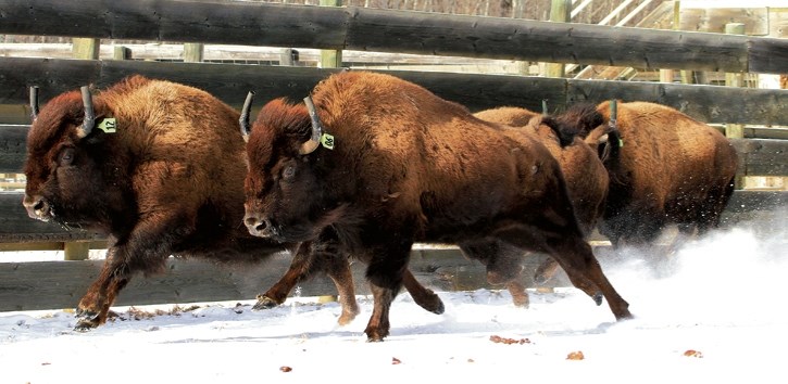 Bison being relocated to Banff National Park.