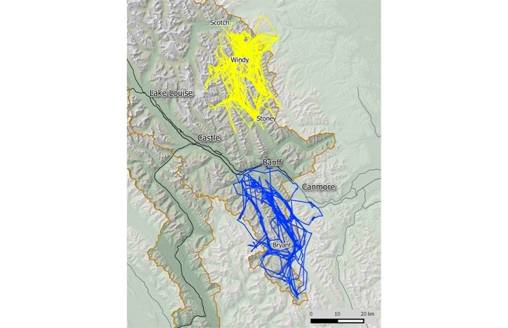 A map showing the movements of a female wolf from the Panther-Cascade pack in yellow and a male wolf from the Spray pack in blue.