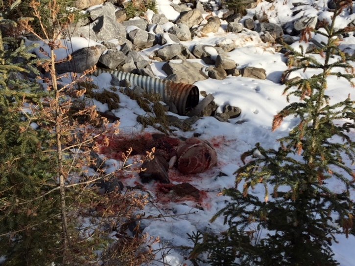 The remains of an Elk after having been slaughtered near a culvert near Larch Island next to residental homes.