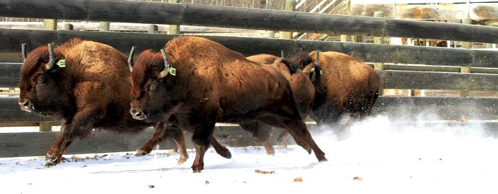 Transplanted bison charge into a holding area in Banff National Park.