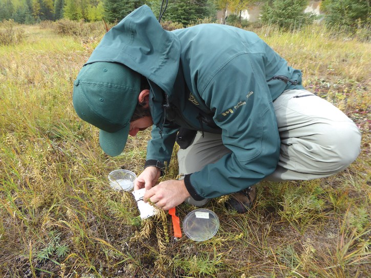 Release of Rhinusa pilosa_cPCA_20180921(3)_web