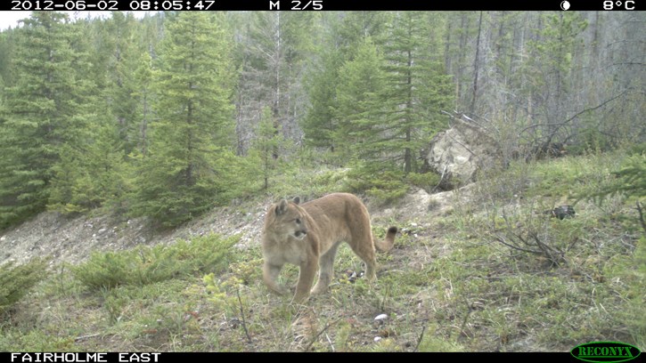 cougar Fairhome 2012-06-02_web