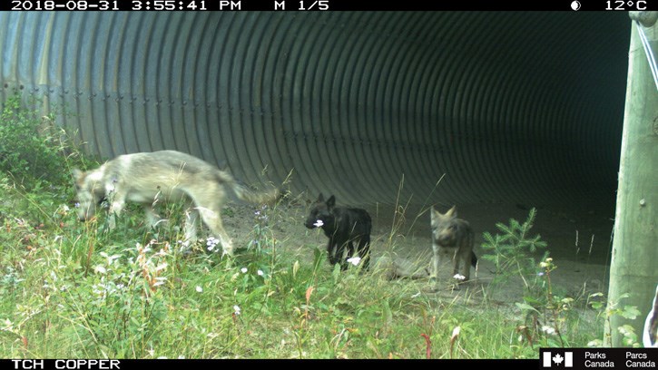 Bow Valley Wolf Pups – underpass photo 2018_web