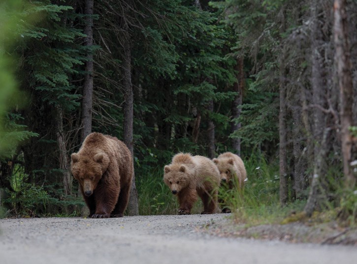Download Motorized recreation forcing grizzly bears out of habitat ...
