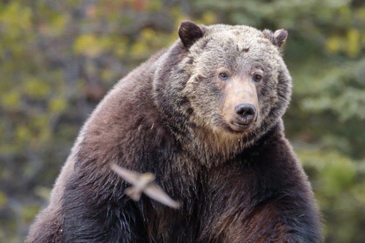 grizzly136_9785craigdouce_web